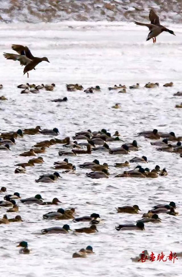 别错过！就在长春伊通河