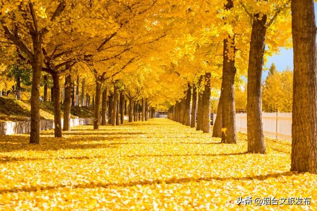 【乐游烟台】一眼惊艳！烟台这座小城最近太火了