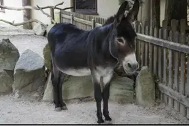 专家 甲鱼和驴图片
