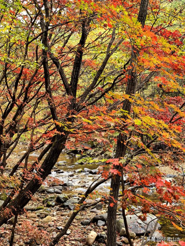 2025辽宁赏秋之旅日记(2)——游览丹东蒲石河森林公园