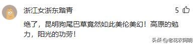 昆明一公园，因“芦苇草太梦幻”走红，网友：太美了，染色了吧？