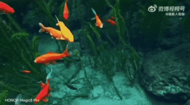 被济南泉水下的世界惊艳到了！