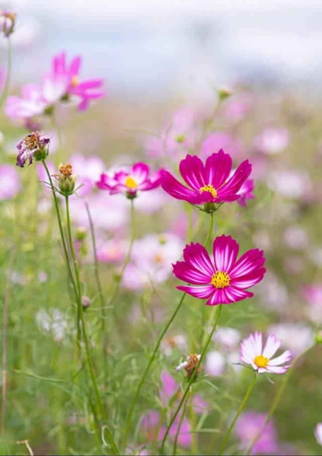 格桑花开，河鲜正鲜！来高要这里，邂逅一场粉色浪漫~