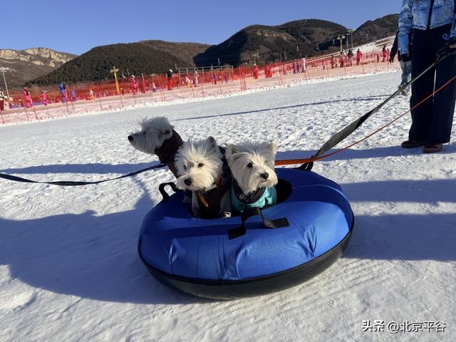 全域冰雪+萌宠逐雪+千万补贴平谷区第十七届冰雪季开幕 打造京津冀文旅休闲新地标