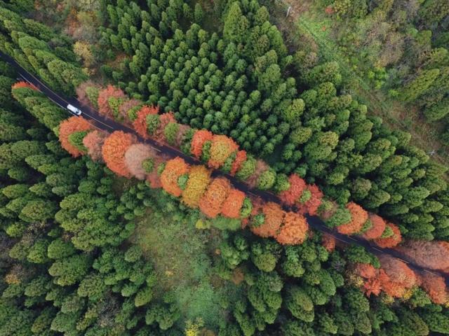 被秋景硬控的恩施还会火多久？