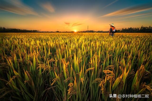 一亩地，能产生多少收入？