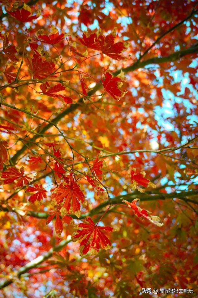 速报！这个地方银杏浓度达100%，赏芦苇、砍甘蔗，遛娃惊喜超多！