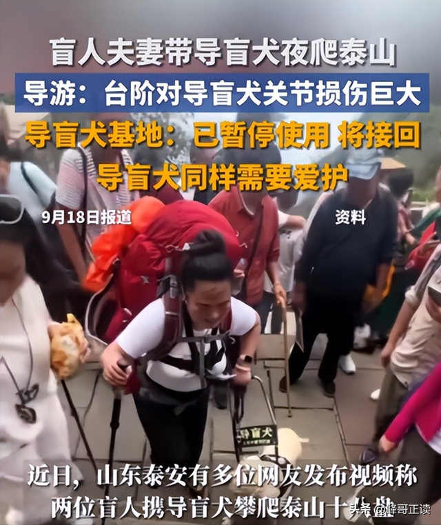 爬泰山的作死夫妻被制裁！导盲犬被收回，身份被扒，家里还有一只