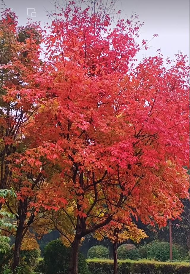 六十五岁阿姨深蹲半年，骨密度报告从-3.0升到-1.8，医生直呼少见