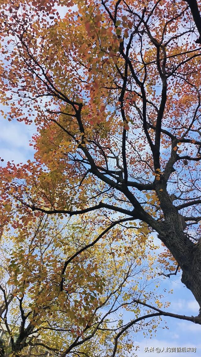 这几日的阳光很给力，银杏、乌桕、水杉相继上线。