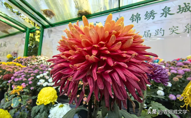 趵突菊韵 锦绣泉城