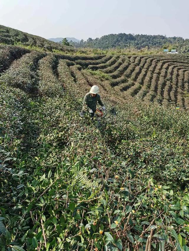 【沿“线”寻味】沿着刚通车的南凭高铁，寻找藏在崇左乡野的“桂字号”
