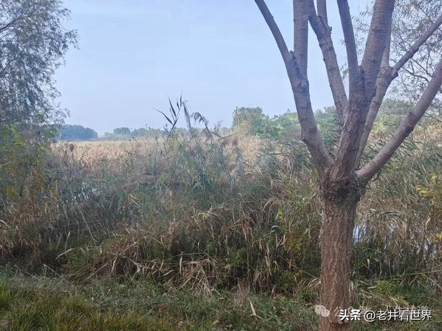 慧河湿地里的济宁新发现 || 胡成冮