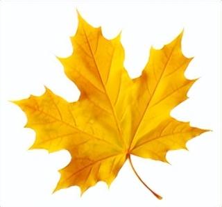 土右旗的秋天不用买，弯腰就能“捡”到治愈！