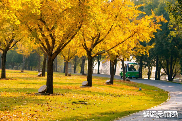 评分秋色：随州为啥被称为“杏”运城市？