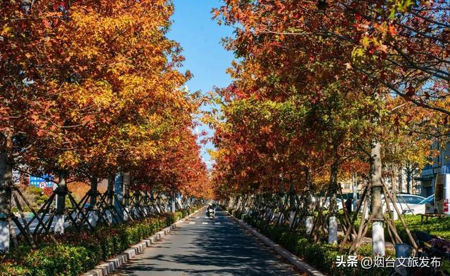 【乐游烟台】现在就冲！烟台这几处街景美到开挂