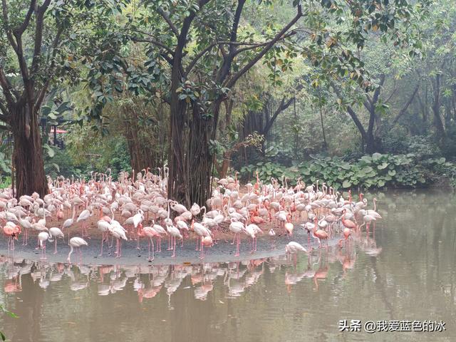 参观广州长隆野生动物园，全程感觉眼累手累腿不累