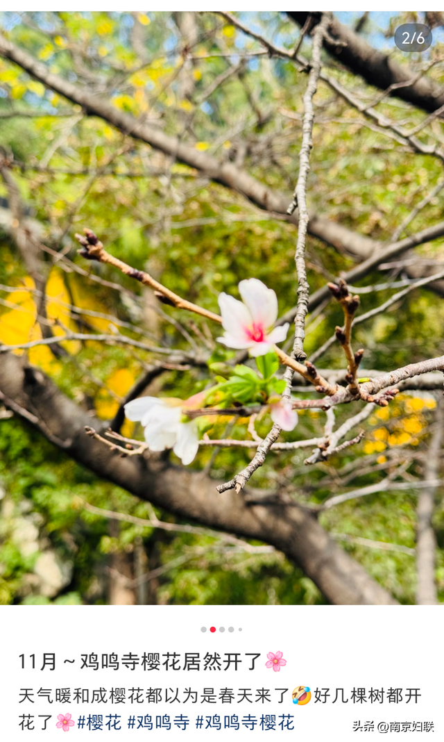 真的！南京鸡鸣寺路樱花开了