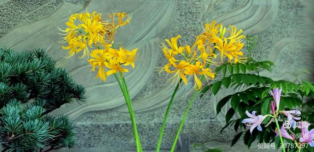游西湖：杭州植物园之石蒜花展