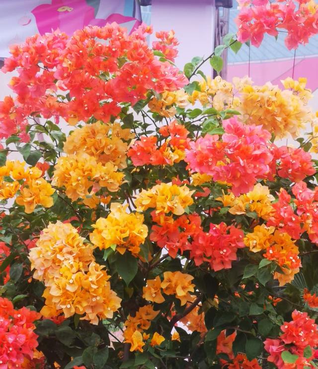 花漫鹏城，墟声鼎沸：2025深圳勒杜鹃赏花周首日走笔