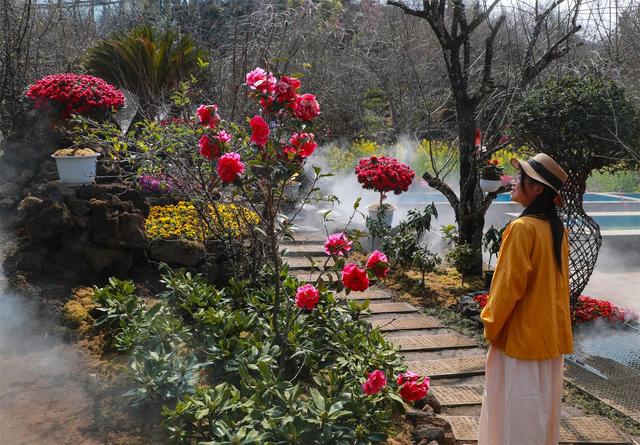 腾冲：谁说梅花谢了没看头？中营梅花村的“花期”才刚开始