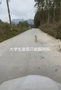 大学生放假回村，全村的狗都崩溃了：求求你们快去上学吧！