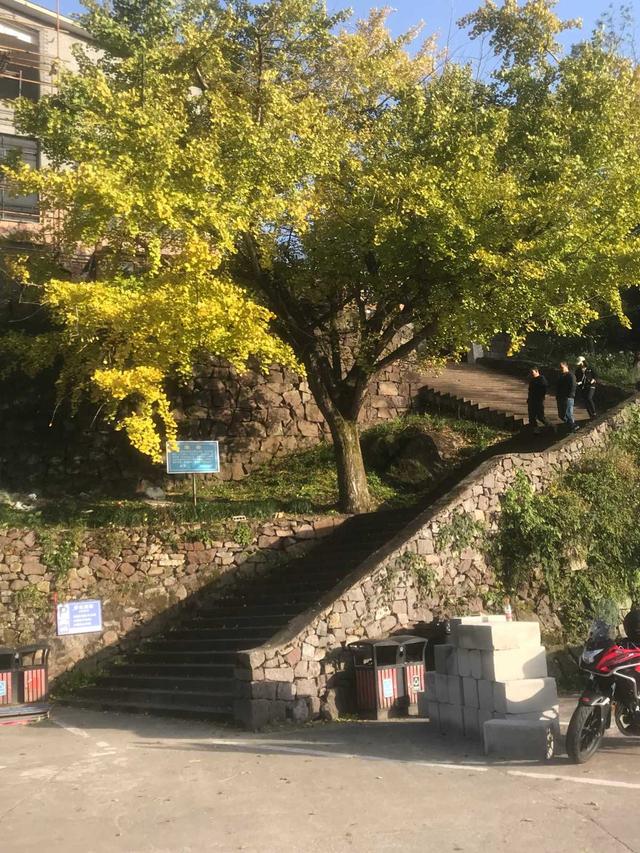 宁波深秋|茅镬看树