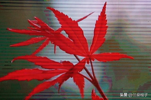 红叶邀约递金城 光雾秋色入兰来