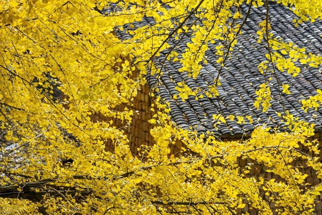 11月，去赏银杏吧！8个高颜值赏秋地，速来拍美照，挑一个就出发