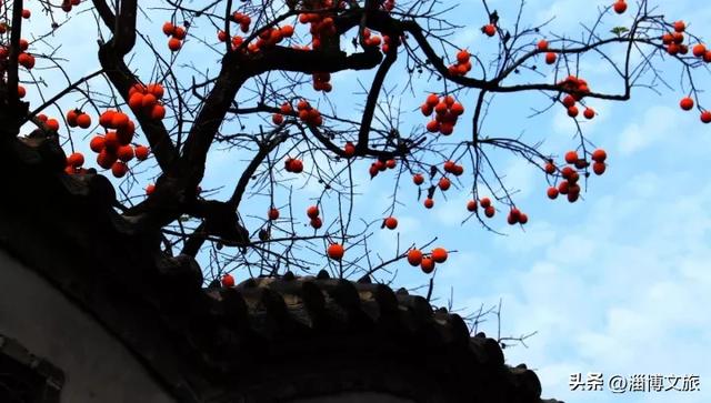 柿子熟了！淄博这些“柿”情画意，超出片！