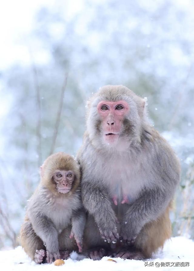冬日连云港：一半冰雪，一半沧海的浪漫秘境