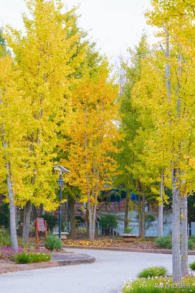 红枫公路、孤独的树......新洲这波秋日「隐藏款」，你知道几个？