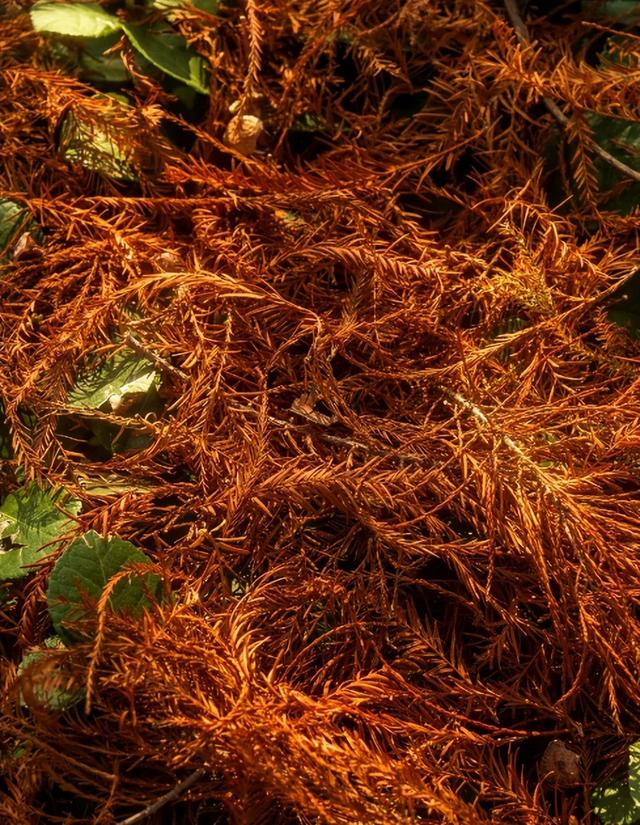 临沂「红杉」「红枫」浓度拉满，出片率100%