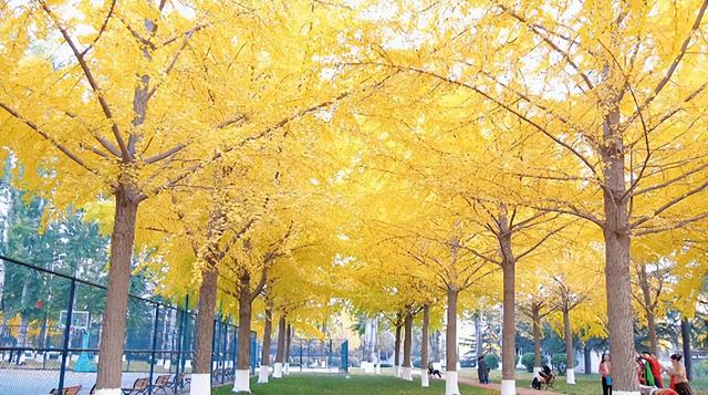 肥城秋冬的童话，收到了吗～满满诗意，满满爱！