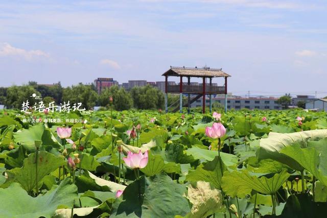 宁波因神话传说而建的寺院，荷塘成为热门打卡地，美人蕉花海更美