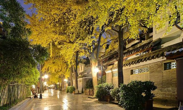 好看！好拍！🤩成都秋日银杏打卡攻略请收好~