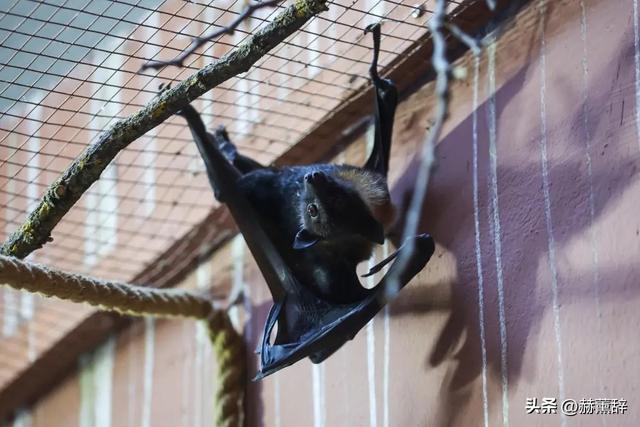 印度爆发尼帕病毒	，死亡率达75%，世界经不起折腾，中国也有病原