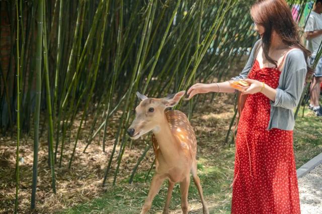济南版"奈良"秘境！如果你也想与小鹿互动拍童话般大片，一定要来这！