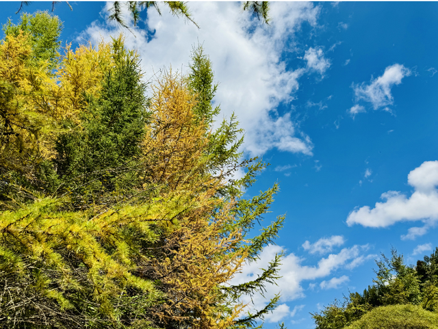 这么好看，不愧是遮阳山的秋天！