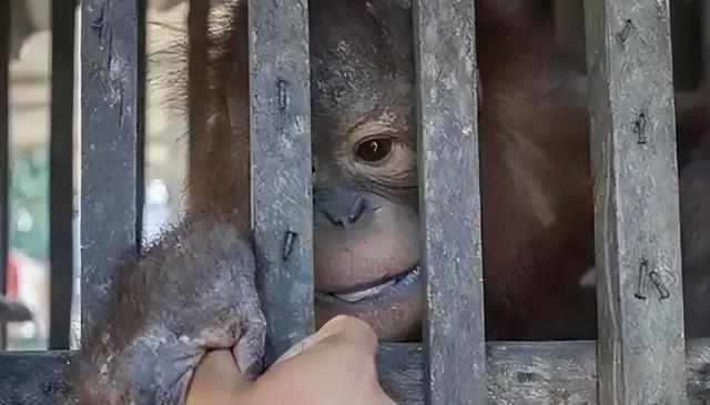 被锁暗室6年：剃毛穿丝袜当玩物，惨状撕开人类伪善面具