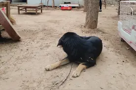 失物找回，这个民间方法简单好学，一看就会。图片