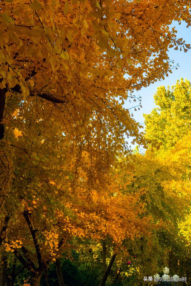 银杏季，一场不用预约的金色盛宴！