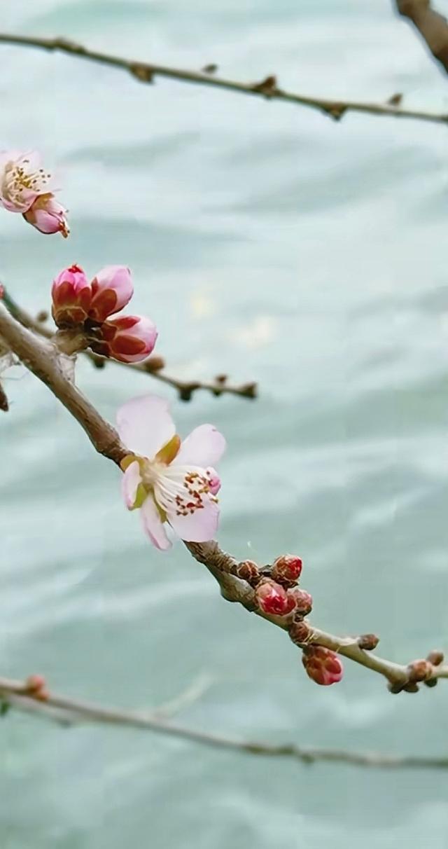 颐和园山桃花 逆寒潮绽放 罕见“血色冬花”