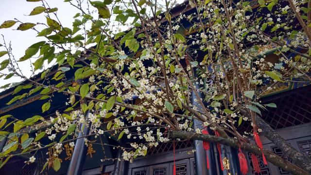 限时“梅”景！郫都这座千年古寺，藏着冬日最治愈的禅意与浪漫