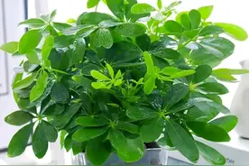 “家里有树，十有九富”，这10种客厅绿植，旺宅好养图片