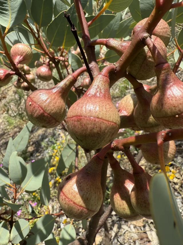 澳大利亚22日世界文化遗产与自然之旅游记+攻略