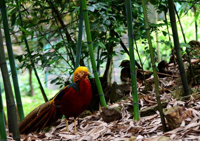 逃离都市热浪！南京老山森林公园超全攻略，承包你一日清凉与野趣