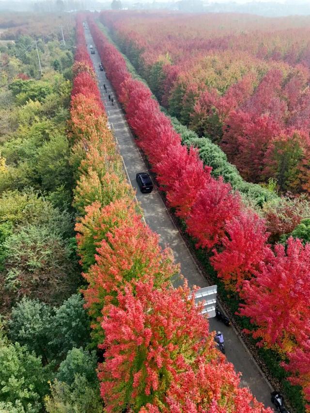 江北这里，红透了！