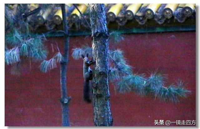 沈阳东陵郊野公园“精灵”出没