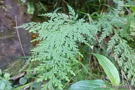 山脚下见到这种“万物解毒草”，用来做盆栽是一绝，价值十分珍贵图片